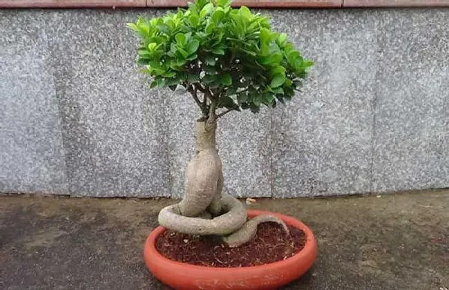 植物修剪|榕树盆景怎么修剪造型，这些方法和注意事项要掌握）