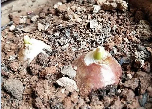植物发芽|郁金香不发芽怎么办