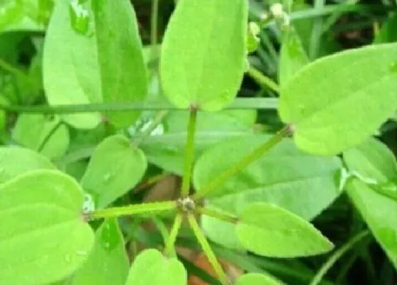 植物百科|活血树又叫什么树