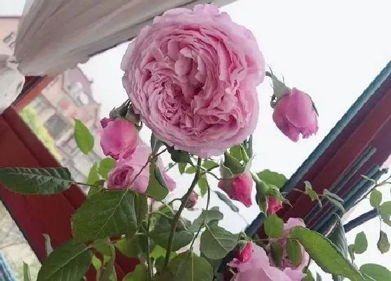 花语|什么花的花语是思念朋友