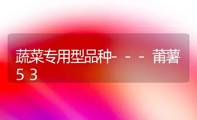 蔬菜专用型品种---莆薯53 | 蔬菜种植