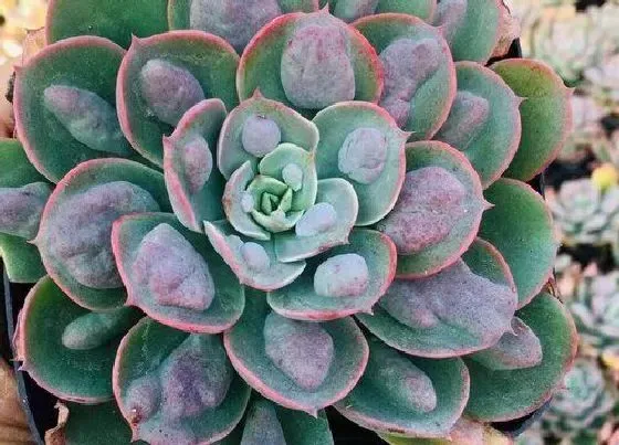 植物修剪|多肉雨滴徒长了怎么办