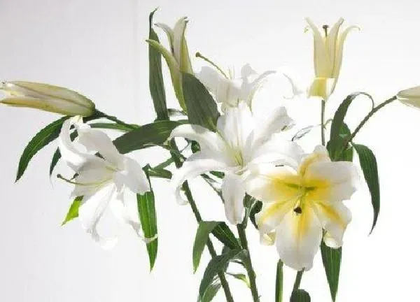 养殖方法|百合花可以水培吗 水培百合花的养殖方法