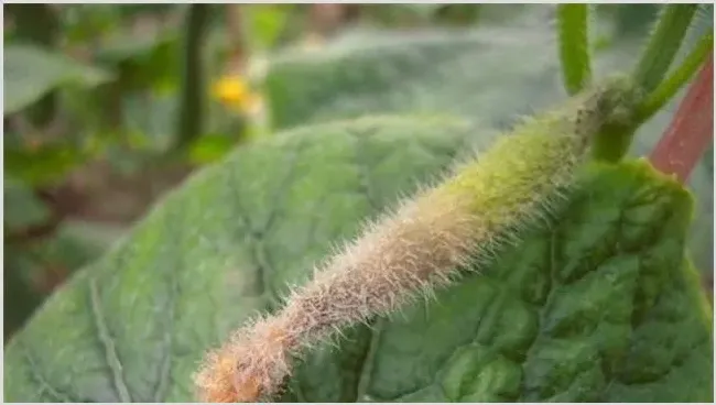 黄瓜烂头原因及防治方法讲解 | 种植技术