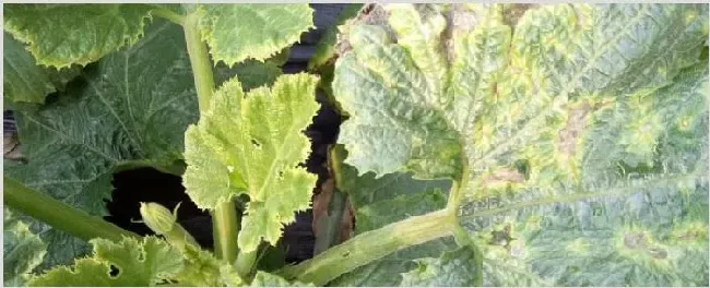 葫芦叶子发黄枯萎怎么处理 | 耕种资料