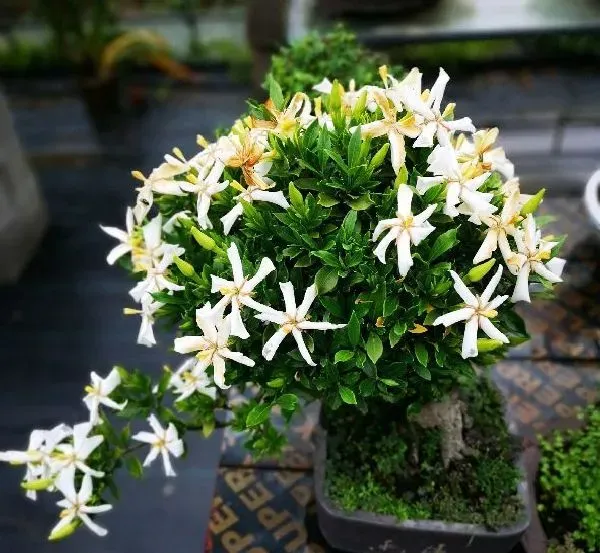 叶蔫|栀子花叶子尖发黑枯萎像烧焦怎么解决（叶片边缘焦枯原因）