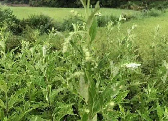 种植位置|艾草可以种在院子里吗