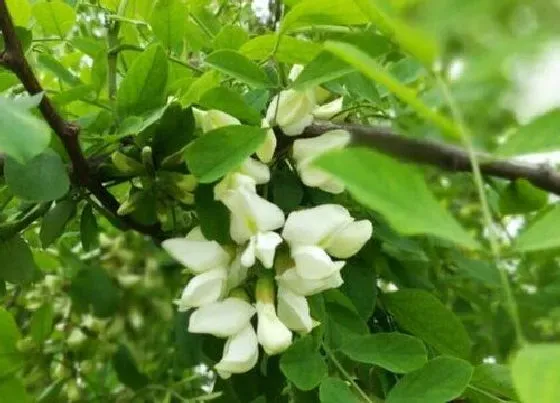 植物百科|槐树花有几种颜色 开的花是什么颜色