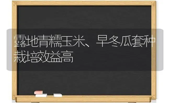 露地青糯玉米、早冬瓜套种栽培效益高 | 粮油作物种植