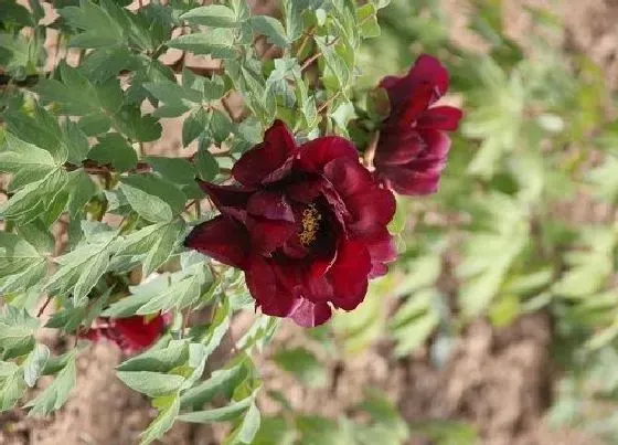 种植管理|牡丹花种子几月份种植合适