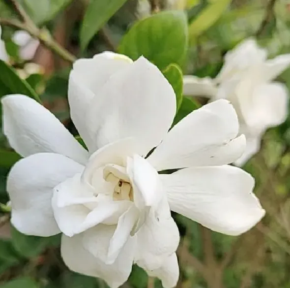 叶蔫|栀子花叶子尖发黑枯萎像烧焦怎么解决（叶片边缘焦枯原因）