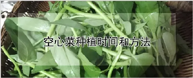 空心菜种植时间和方法 | 农业科普