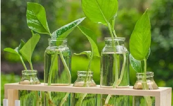 植物浇水|绿萝可以浇醋吗 用醋水浇的正确方法