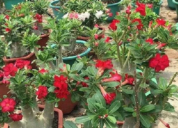 植物扦插|玫瑰花怎样扦插