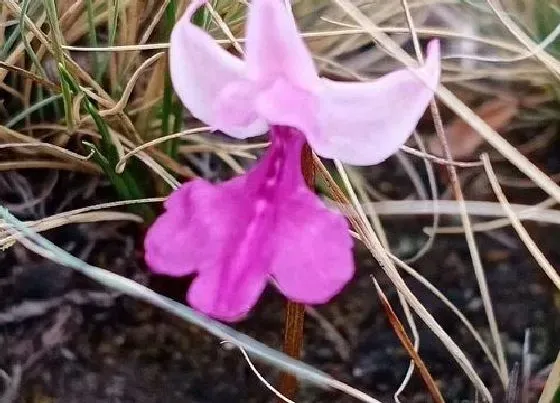 植物寓意|表示害羞的花 花语是代表害羞的花