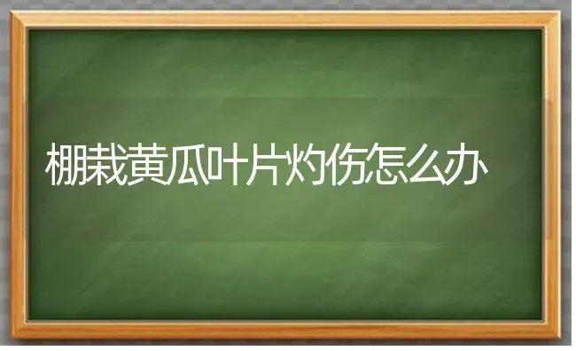 棚栽黄瓜叶片灼伤怎么办 | 蔬菜种植