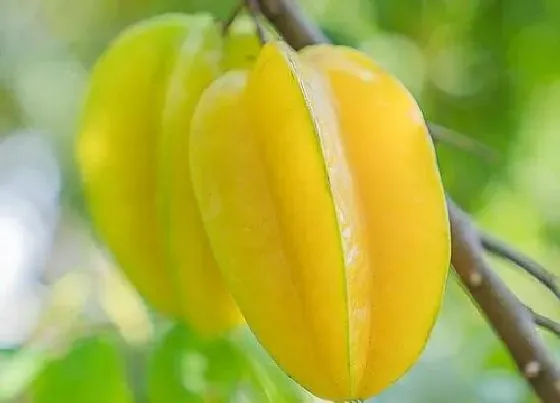 植物百科|杨桃有籽吗