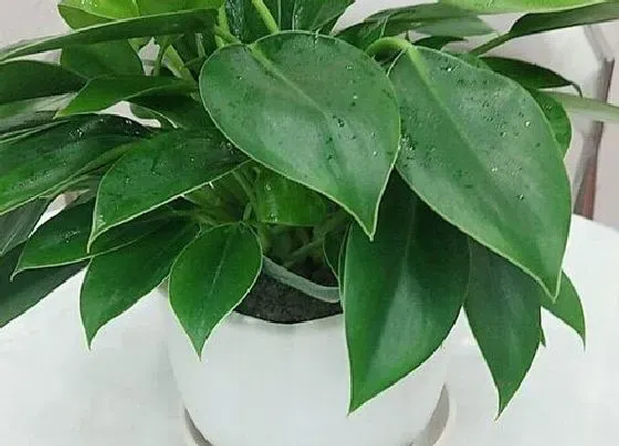 植物招财|绿公主金钻适合在家里养吗 绿公主金钻能养在室内吗