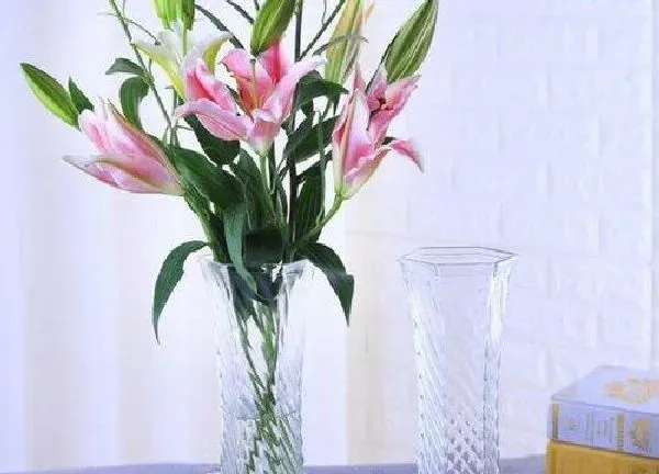 养殖方法|百合花可以水培吗 水培百合花的养殖方法
