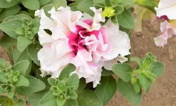 植物育苗|矮牵牛怎么缓苗 缓苗时间与方法