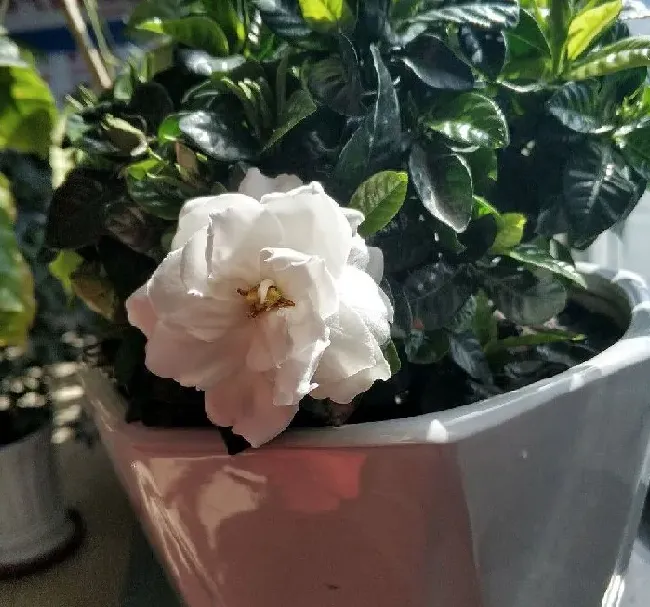 叶蔫|栀子花叶子尖发黑枯萎像烧焦怎么解决（叶片边缘焦枯原因）