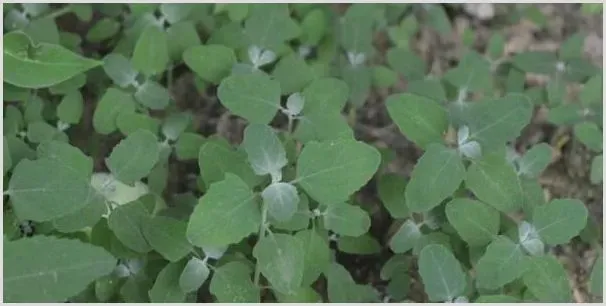 噁草 丁草胺和乙草胺有何区别？ | 种植施肥