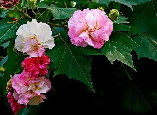 叶蔫|芙蓉花叶子蔫了怎么办 打蔫原因及补救方法