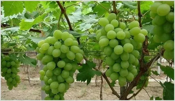 葡萄落花落果的原因及其解决办法 | 农业科普