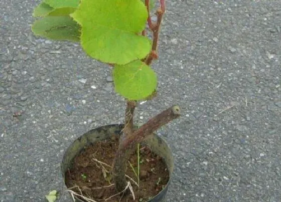 种植土壤|猕猴桃适合什么土壤种植