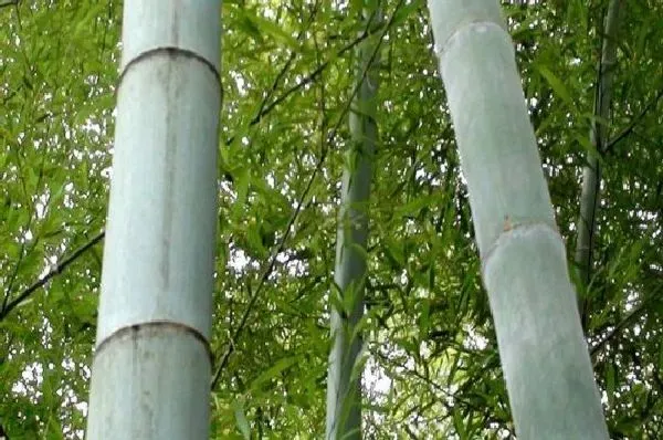 风水百科|院子里种竹子有什么说法吗（竹子适合种在院子的什么位置）