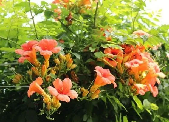 开花时间|凌霄花什么季节开花 花期时间是从几月到几月
