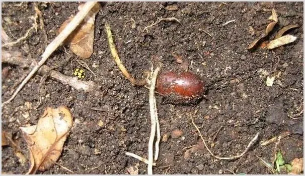 盆栽荔枝栽培方法结果 | 种植技术