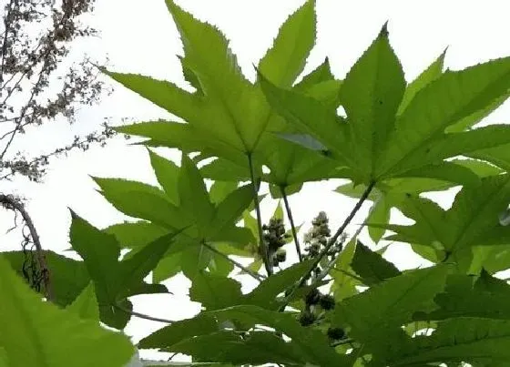 种植管理|蓖麻几月份种植合适