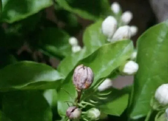 花朵|茉莉花骨朵的样子 多久开花