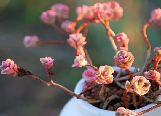 植物修剪|小玫瑰怎么修剪方法