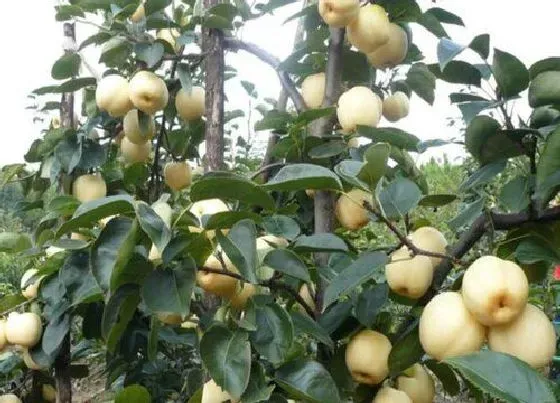 果实成熟|雪花梨什么季节成熟上市