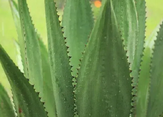 植物种类|芦荟是热带植物吗