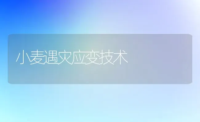 小麦遇灾应变技术 | 粮油作物种植