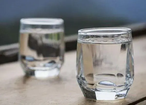 植物浇水|白酒可以浇富贵竹吗