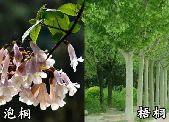 植物种类|泡桐和梧桐是一种树吗