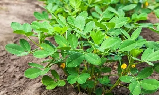 植物虫害|花生田有飞蛾怎么处理灭杀（成虫小飞蛾用什么农药杀死）