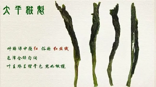 植物泡水|太平猴魁属于什么档次茶叶（太平猴魁什么样种类的品质好）