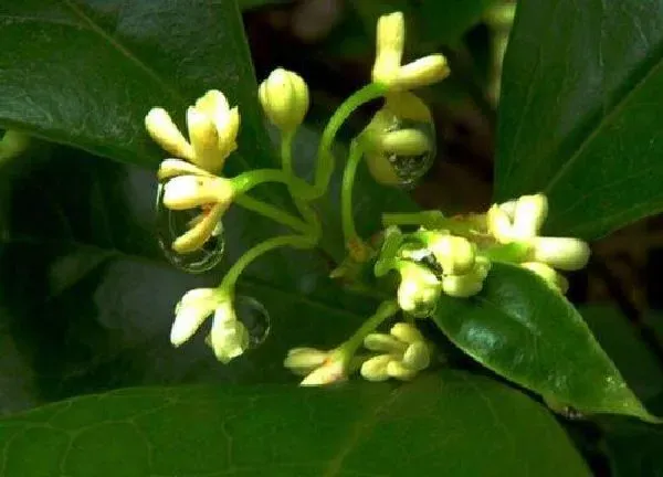 植物浇水|四季桂几天浇一次水 春夏秋冬各不同