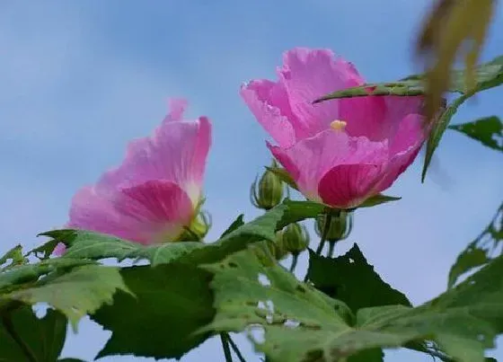 植物百科|跟木棉树很像的树