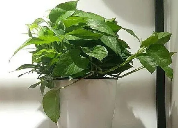 植物换土|绿萝怎么换土换盆