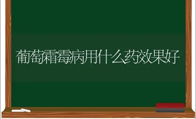 葡萄霜霉病用什么药效果好 | 瓜果种植