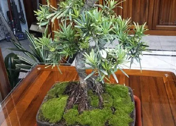 种植位置|罗汉松可以种在家门口吗
