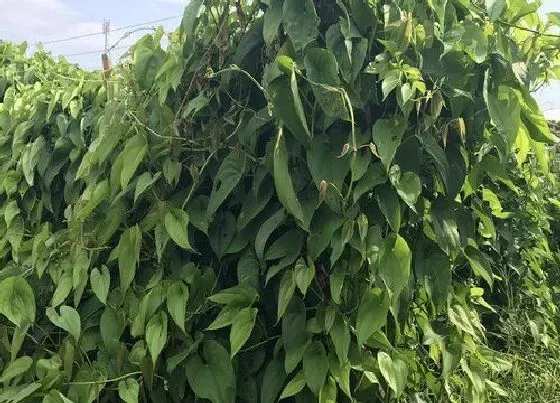 植物百科|桑麻是什么植物