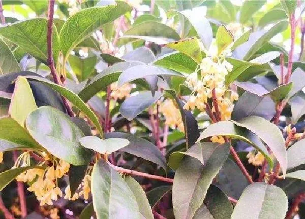 植物浇水|桂花树几天浇一次水最好