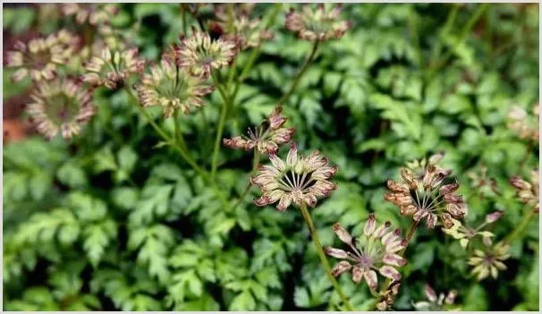 黄连的种植技术要点 | 耕种资料